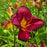 Daylily, Prairie Wildfire Daylily