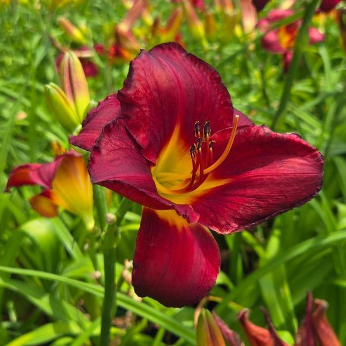 Daylily, Prairie Wildfire Daylily