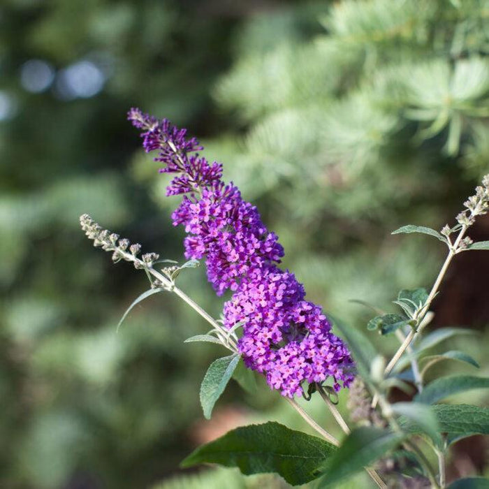 Butterfly Bush, First Editions® Psychedelic Sky™ Butterfly Bush