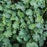 Lady's Mantle