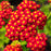 Yarrow, Strawberry Seduction Yarrow