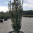 Ilex crenata 'Sky Pencil'  - Sky Pencil Japanese Holly