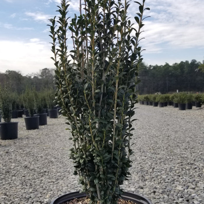 Ilex crenata 'Sky Pencil'  - Sky Pencil Japanese Holly