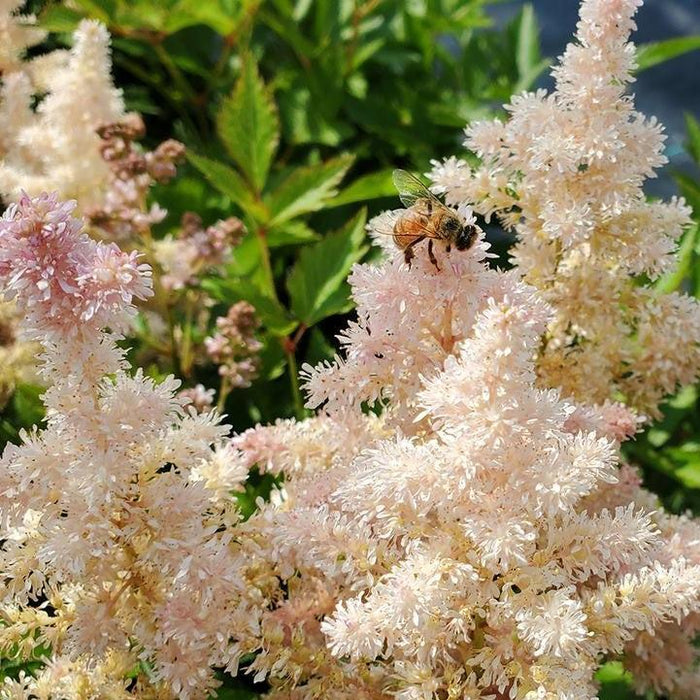 Astilbe, Younique™ Silvery Pink Astilbe