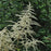 Goat's Beard, Common Goat's Beard