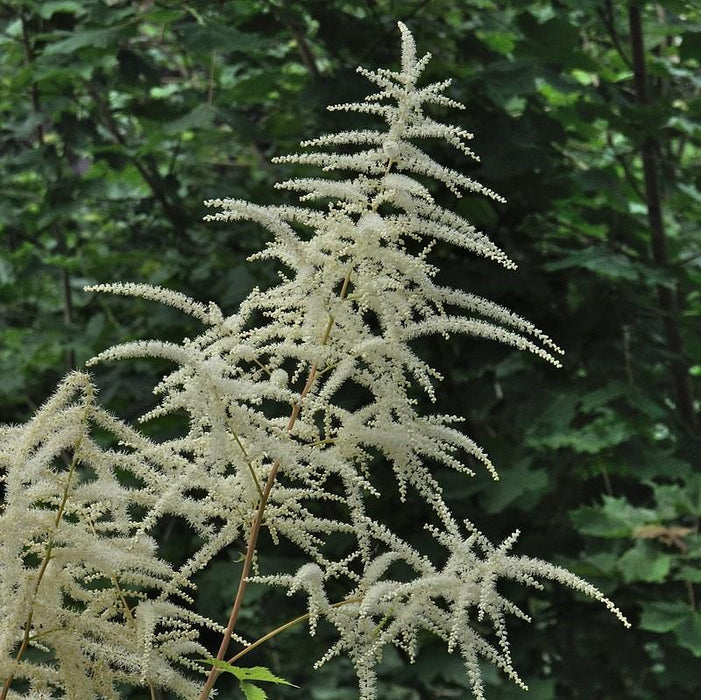 Goat's Beard, Common Goat's Beard