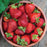 Strawberry, Seascape Strawberry