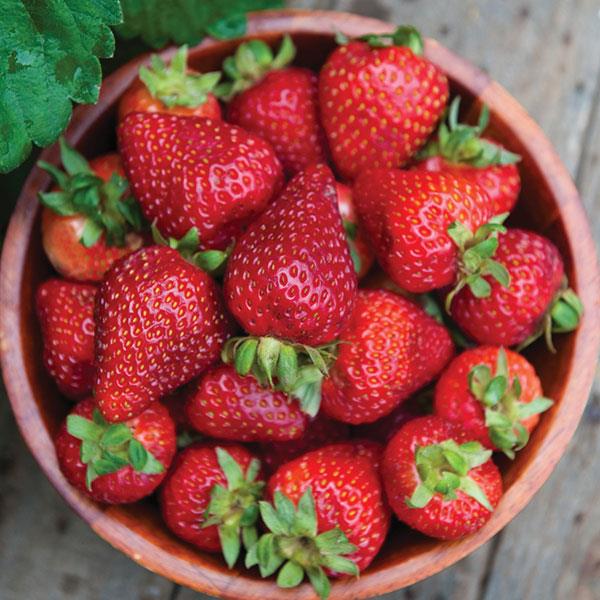 Strawberry, Seascape Strawberry