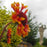 Blanket Flower, Spintop™ Copper Sun Blanket Flower