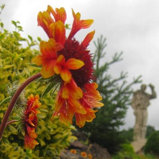 Blanket Flower, Spintop™ Copper Sun Blanket Flower