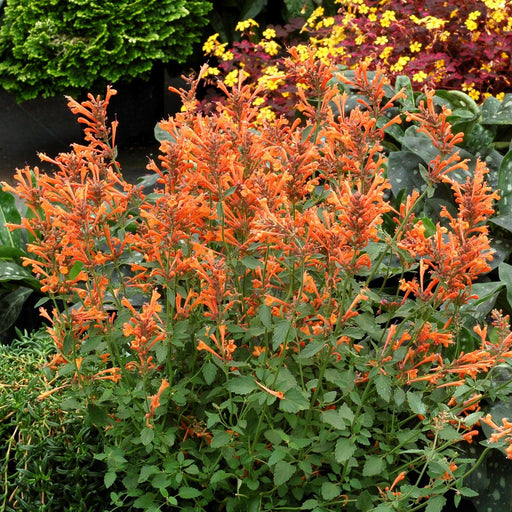 Hyssop, Kudos™ Mandarin Hummingbird Mint