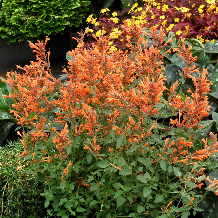 Hyssop, Kudos™ Mandarin Hummingbird Mint