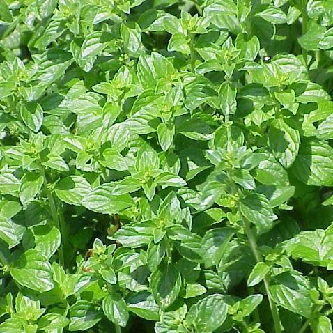 Catmint, Lesser Calamint