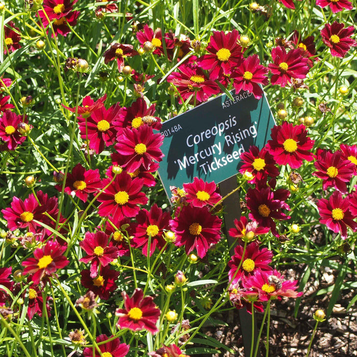 Tickseed, Big Bang™ Mercury Rising Tickseed