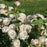 Rosa x 'Bozdib023'  - PW® Flavorette Pear'd® Rose