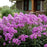 Phlox, First Editions® Bubblegum Pink™ Phlox