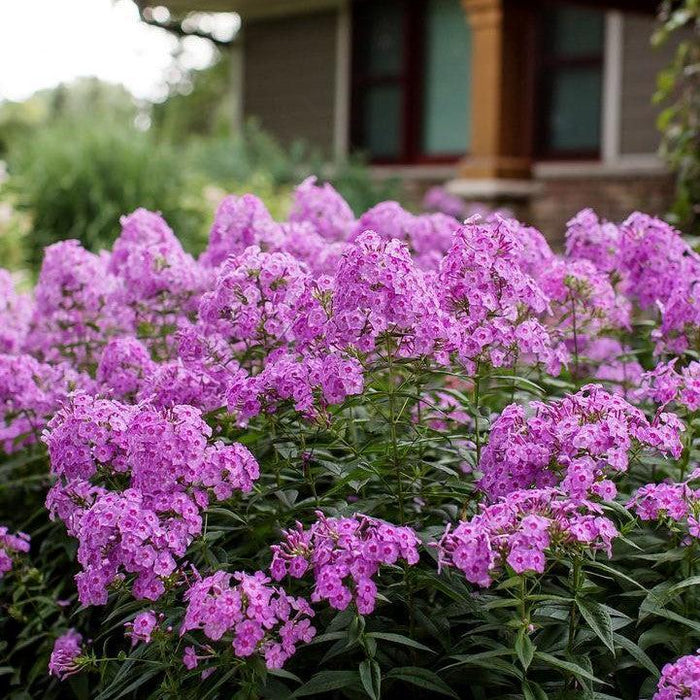 Phlox, First Editions® Bubblegum Pink™ Phlox