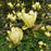 Magnolia, Butterflies Magnolia