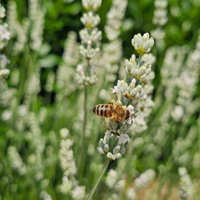 Lavender, Exceptional™ Lavender