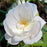 Rose, Desdemona™ Rose