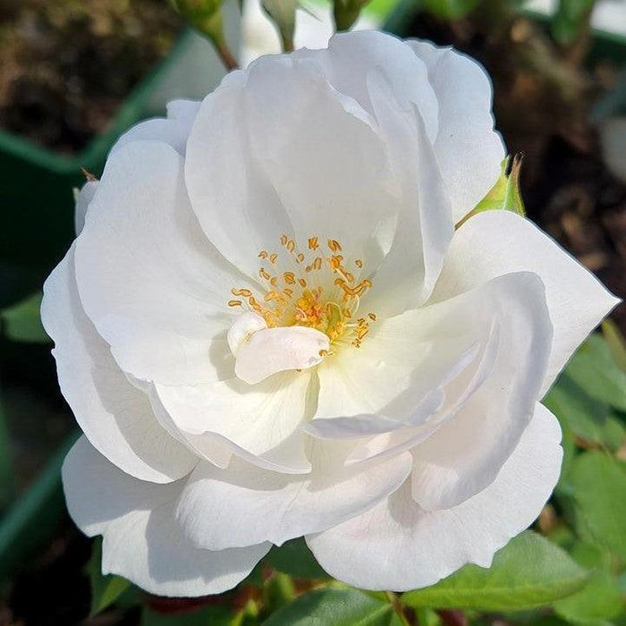 Rose, Desdemona™ Rose