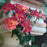 Rose, Joseph's Coat Climbing Rose