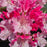 Rhododendron, Dandy Man Color Wheel Rhododendron