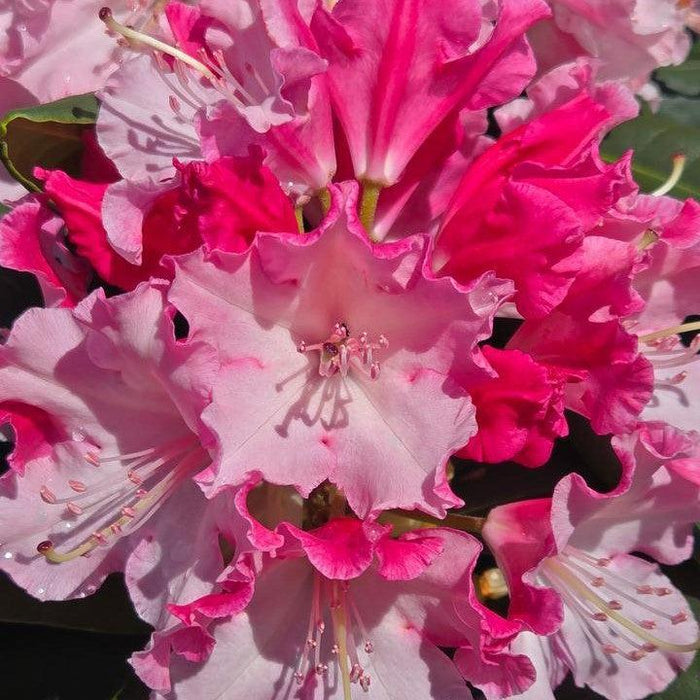 Rhododendron, Dandy Man Color Wheel Rhododendron