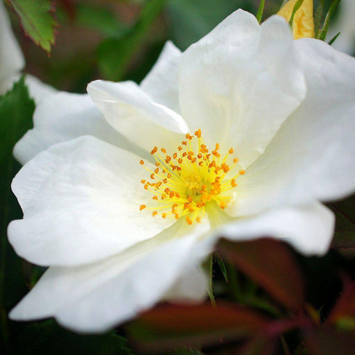 Rose, White Knock Out® Rose