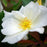 Rose, White Knock Out® Rose