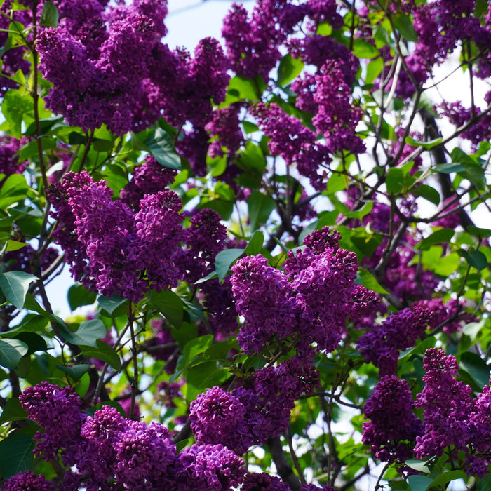 Lilac, Yankee Doodle Lilac