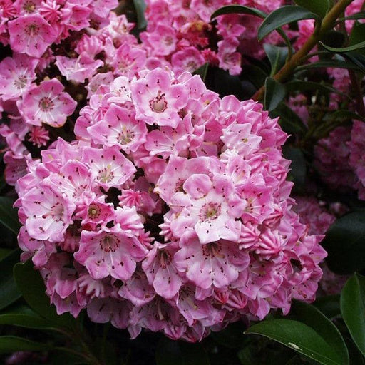 Mountain Laurel, Bridesmaid Mountain Laurel