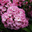 Mountain Laurel, Bridesmaid Mountain Laurel
