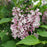 Lilac, Baby Kim® Lilac