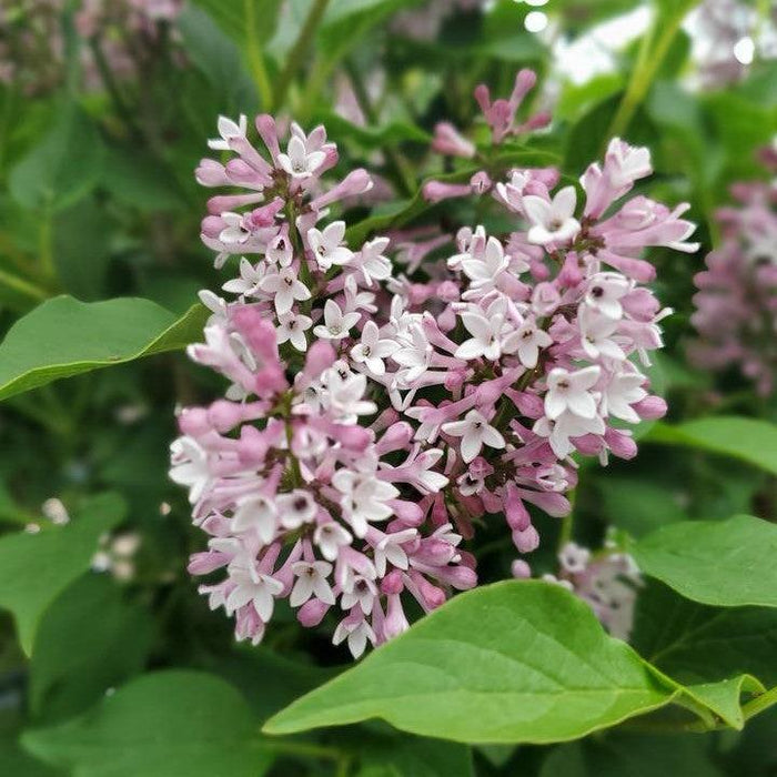Lilac, Baby Kim® Lilac
