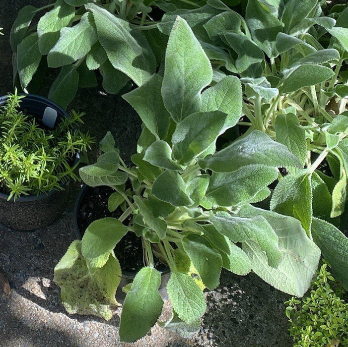 Lamb's Ear, Giant Lamb's Ear