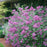 Syringa x 'SMSJBP7'  - Bloomerang® Dark Purple Lilac