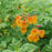 Trumpet Bush, Chicklet® Orange Trumpet Bush
