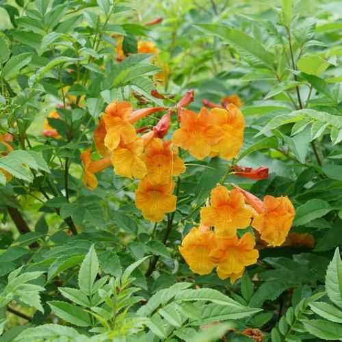 Trumpet Bush, Chicklet® Orange Trumpet Bush