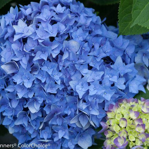 Hydrangea, Let's Dance® Rhythmic Blue® Macrophylla Hydrangea