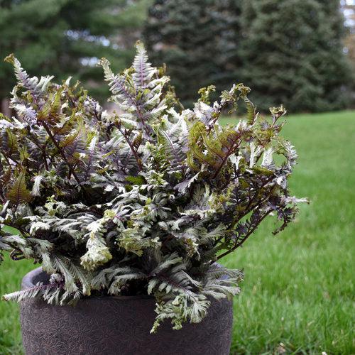 Fern, PW® Crested Japanese Painted Fern
