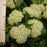 Viburnum lentago  - Nannyberry