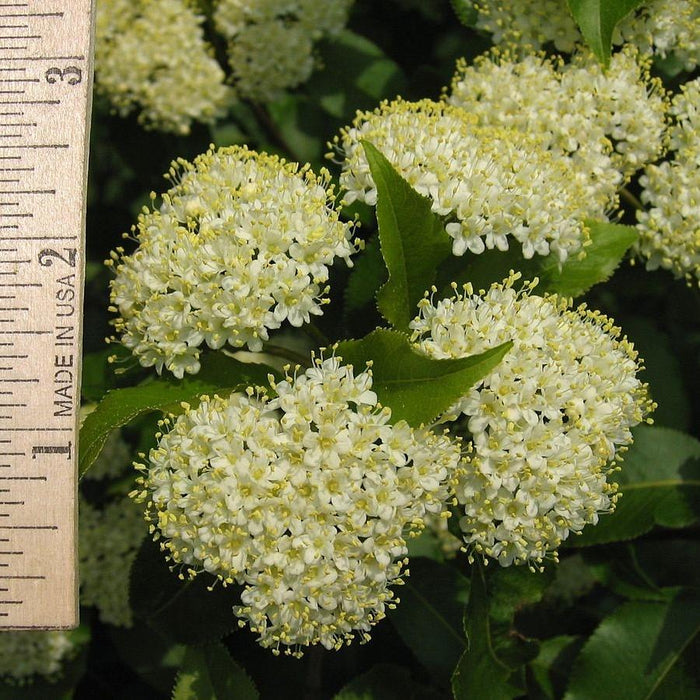 Viburnum lentago  - Nannyberry