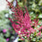 Astilbe, Fanal Astilbe