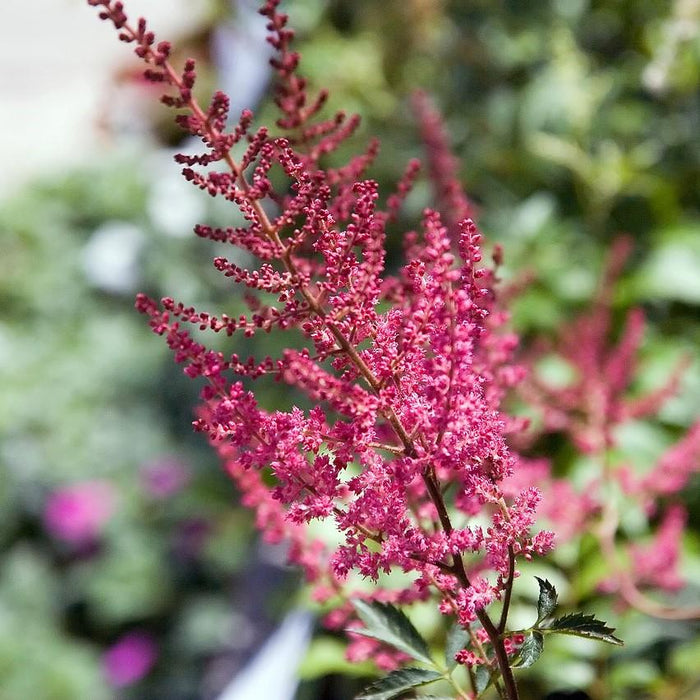 Astilbe, Fanal Astilbe