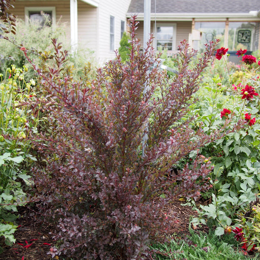 Ninebark, First Editions® Little Devil™ Ninebark