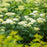Hydrangea, First Editions® FlowerFull™ Smooth Smooth Hydrangea