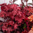 Coral Bells, Fire Alarm Heuchera