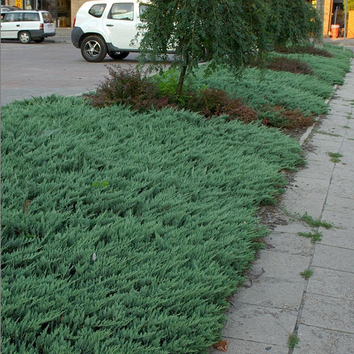 Juniper, Blue Chip Juniper