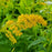 Goldenrod, Rough Goldenrod